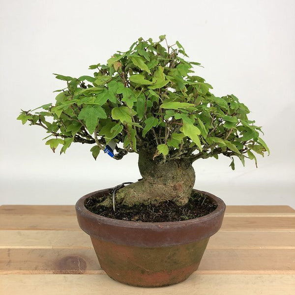 盆栽 楓 樹高 約14cm かえで Acer カエデ 紅葉 カエデ科 落葉樹 観賞用 小品 p1198411892