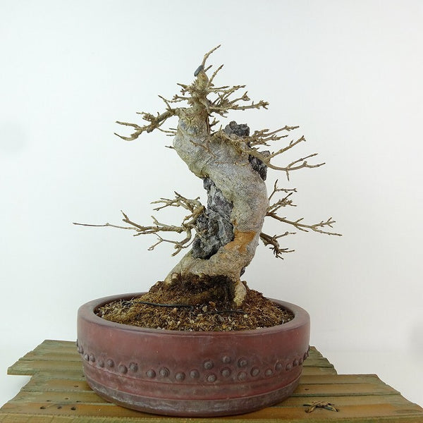 盆栽 楓 樹高 約22cm かえで Acer カエデ 紅葉 石付き カエデ科 落葉樹 観賞用 k1198414655