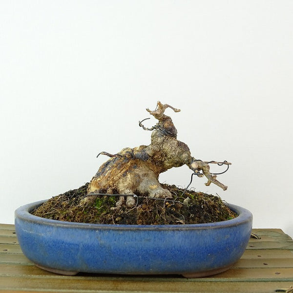 盆栽 楓 樹高 約7cm かえで Acer カエデ 紅葉 カエデ科 落葉樹 観賞用 小品 r1198406231