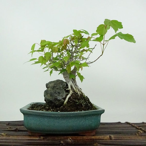 盆栽 楓 樹高 約17cm かえで Acer カエデ 紅葉 石付 カエデ科 落葉樹 観賞用 小品 j1198409346