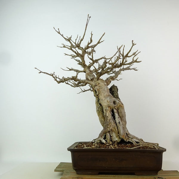 盆栽 楓 樹高 約37cm かえで Acer カエデ 紅葉 石付き カエデ科 落葉樹 観賞用 v1198442061