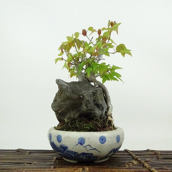 盆栽 楓 樹高 約17cm かえで Acer カエデ 紅葉 石付 カエデ科 落葉樹 観賞用 小品 o1198426560