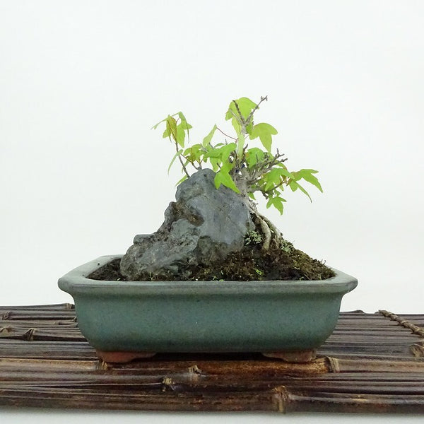 盆栽 楓 樹高 約12cm かえで Acer カエデ 紅葉 石付 カエデ科 落葉樹 観賞用 小品 o1198427409