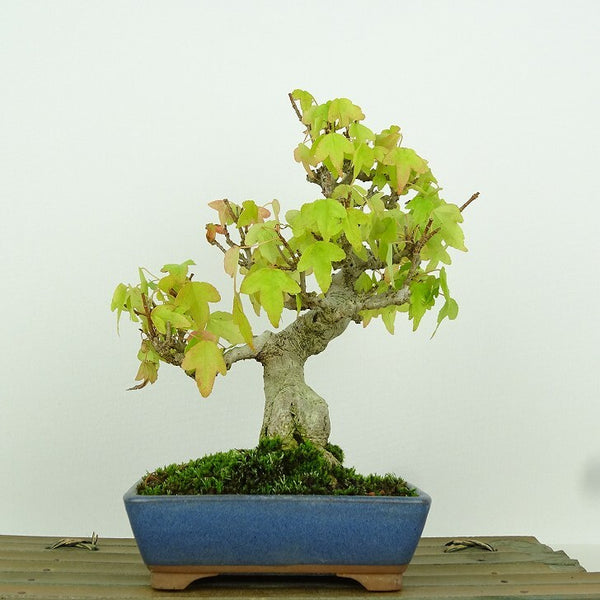 盆栽 楓 樹高 約17cm かえで Acer カエデ 紅葉 カエデ科 落葉樹 観賞用 小品 o1198428412
