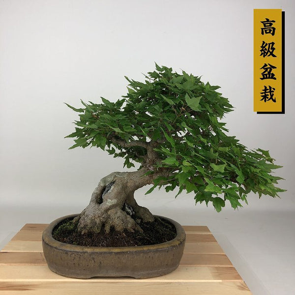 盆栽 楓 樹高 約28cm かえで 高級盆栽 Acer カエデ 紅葉 石付き カエデ科 落葉樹 観賞用 l1198406332