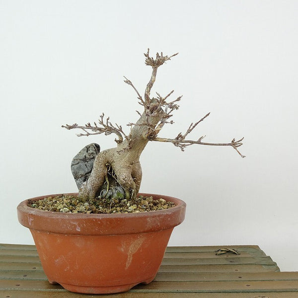 盆栽 楓 樹高 約14cm かえで Acer カエデ 石付き 紅葉 カエデ科 落葉樹 観賞用 小品 p1198420010