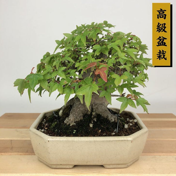 盆栽 楓 樹高 約14cm かえで 高級盆栽 Acer カエデ 紅葉 カエデ科 落葉樹 観賞用 小品 q1198419100