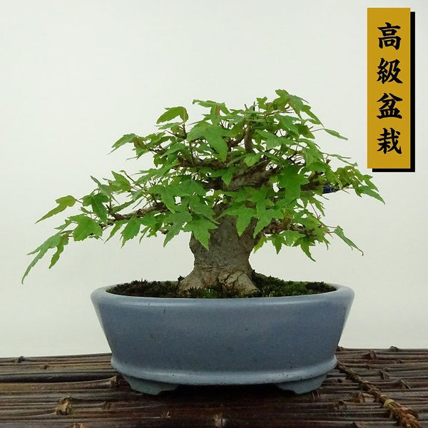 盆栽 楓 樹高 約13cm かえで 高級盆栽 Acer カエデ 紅葉 カエデ科 落葉樹 観賞用 小品 1198401544
