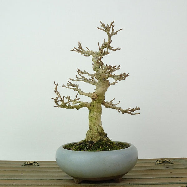 盆栽 楓 樹高 約14cm かえで Acer カエデ 紅葉 カエデ科 落葉樹 観賞用 小品 s1198408345