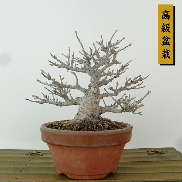 盆栽 楓 樹高 約11cm かえで 高級盆栽 Acer カエデ 紅葉 カエデ科 落葉樹 観賞用 小品 1198403521