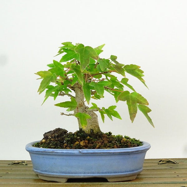 盆栽 楓 樹高 約11cm かえで Acer カエデ 紅葉 カエデ科 落葉樹 観賞用 小品 d1198425368