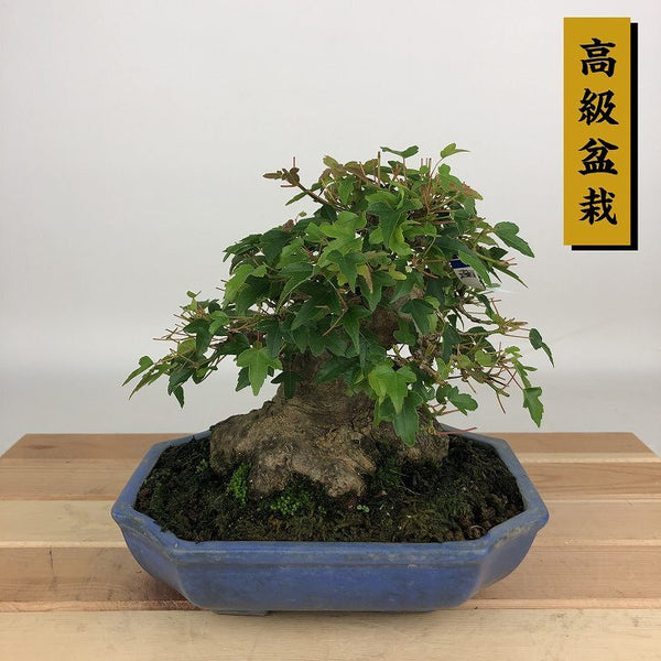 盆栽 楓 樹高 約14cm かえで 高級盆栽 Acer カエデ 紅葉 カエデ科 落葉樹 観賞用 k1198406439