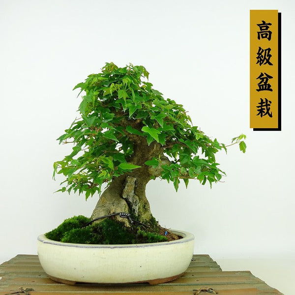 盆栽 楓 樹高 約21cm かえで 高級盆栽 Acer カエデ 紅葉 カエデ科 落葉樹 観賞用 h1198425619