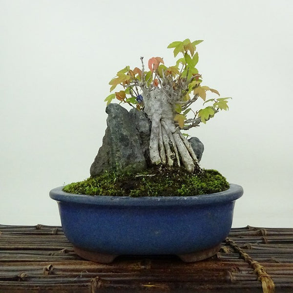 盆栽 楓 樹高 約14cm かえで Acer カエデ 紅葉 石付 カエデ科 落葉樹 観賞用 小品 o1198429702