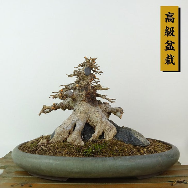 盆栽 楓 樹高 約14cm かえで 高級盆栽 Acer カエデ 紅葉 石付き カエデ科 落葉樹 観賞用 小品 t1198404145