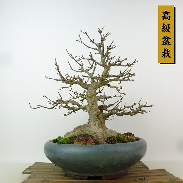 盆栽 楓 樹高 約25cm かえで 高級盆栽 Acer カエデ 紅葉 カエデ科 落葉樹 観賞用 r1198407278