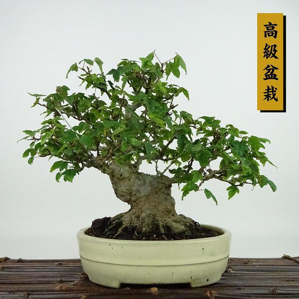 盆栽 楓 樹高 約21cm かえで 高級盆栽 Acer カエデ 紅葉 カエデ科 落葉樹 観賞用 x1198412137