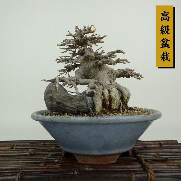 盆栽 楓 樹高 約14cm かえで 高級盆栽 Acer カエデ 紅葉 石付き カエデ科 落葉樹 観賞用 小品 l1198408286