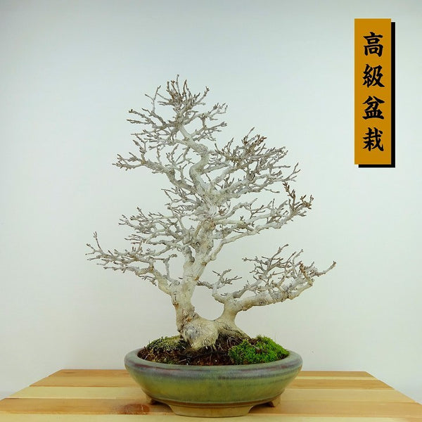 盆栽 楓 樹高 約28cm かえで 高級盆栽 Acer カエデ 紅葉 カエデ科 落葉樹 観賞用 s1198412579