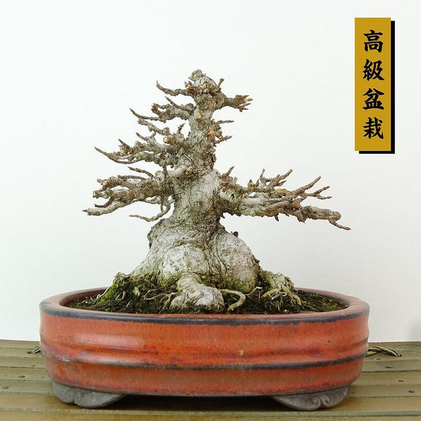 盆栽 楓 樹高 約11cm かえで 高級盆栽 Acer カエデ 紅葉 カエデ科 落葉樹 観賞用 小品 c1198410509