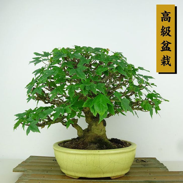 盆栽 楓 樹高 約18cm かえで 高級盆栽 Acer カエデ 紅葉 カエデ科 落葉樹 観賞用 小品 r1198403193