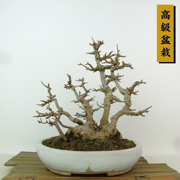 盆栽 楓 樹高 約24cm かえで 高級盆栽 Acer カエデ 紅葉 カエデ科 落葉樹 観賞用 c1198407976