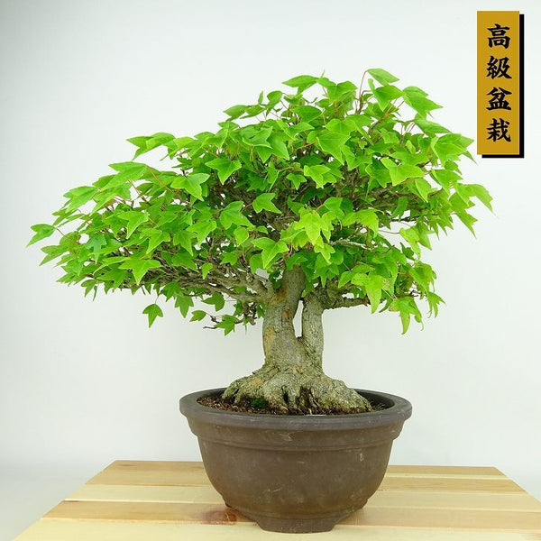 盆栽 楓 樹高 約27cm かえで 高級盆栽 Acer カエデ 紅葉 カエデ科 落葉樹 観賞用 c1198413354