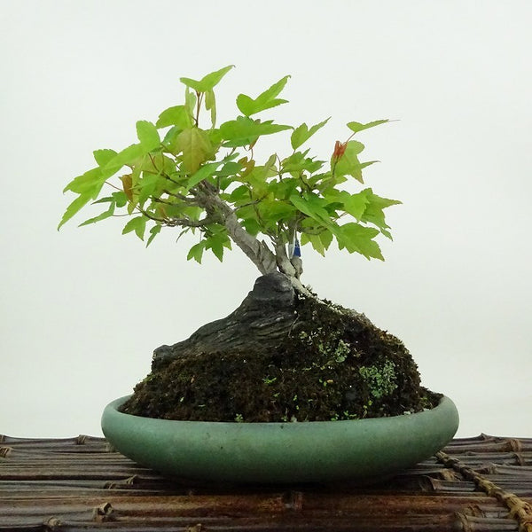 盆栽 楓 樹高 約15cm かえで Acer カエデ 紅葉 石付 カエデ科 落葉樹 観賞用 小品 b1198420318