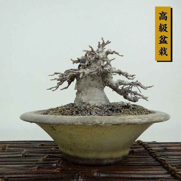 盆栽 楓 樹高 約10cm かえで 高級盆栽 Acer カエデ 紅葉 カエデ科 落葉樹 観賞用 小品 e1198414863