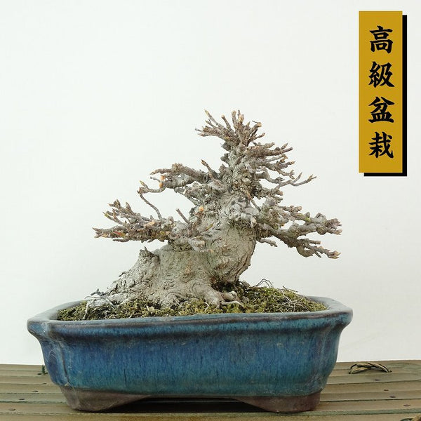 盆栽 楓 樹高 約10cm かえで 高級盆栽 Acer カエデ 紅葉 カエデ科 落葉樹 観賞用 小品 o1198422337