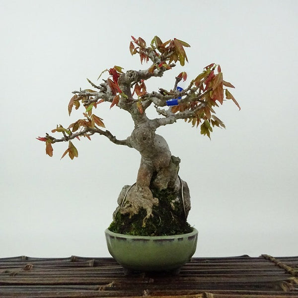 盆栽 楓 樹高 約9cm かえで Acer カエデ 紅葉 石付き カエデ科 落葉樹 観賞用 小品 s1198412580