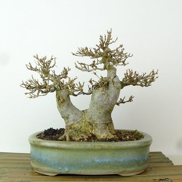 盆栽 楓 樹高 約16cm かえで Acer カエデ 紅葉 カエデ科 落葉樹 観賞用 小品 n1198407734