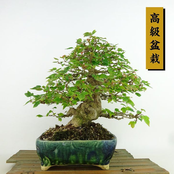 盆栽 楓 樹高 約22cm かえで 高級盆栽 Acer カエデ 紅葉 カエデ科 落葉樹 観賞用 h1198429302