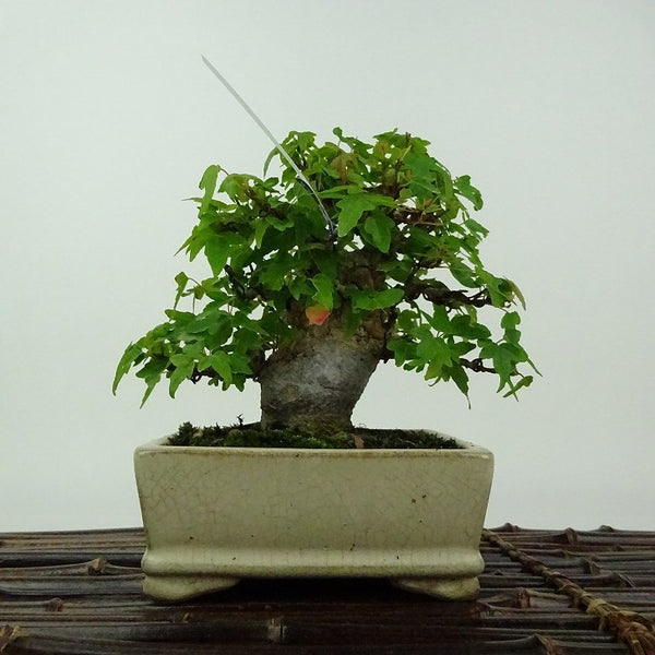 盆栽 楓 樹高 約12cm かえで Acer カエデ 紅葉 カエデ科 落葉樹 観賞用 小品 k1198414802