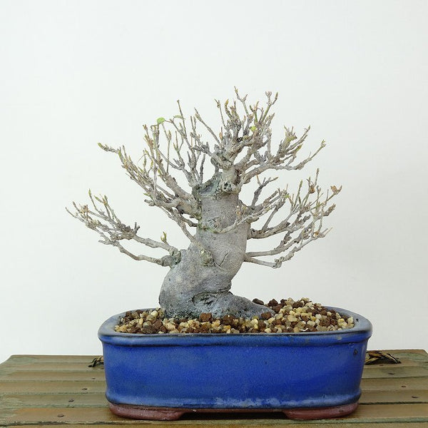 盆栽 楓 樹高 約12cm かえで Acer カエデ 紅葉 カエデ科 落葉樹 観賞用 小品 u1198425892