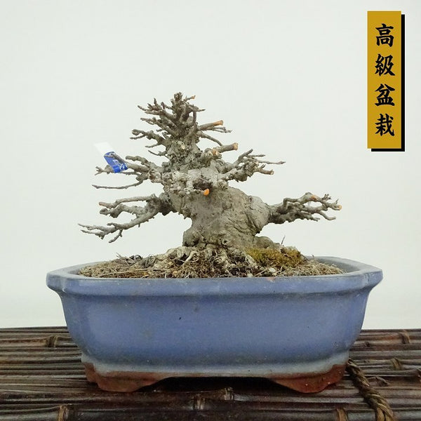 盆栽 楓 樹高 約13cm かえで 高級盆栽 Acer カエデ 紅葉 カエデ科 落葉樹 観賞用 小品 t1198413058