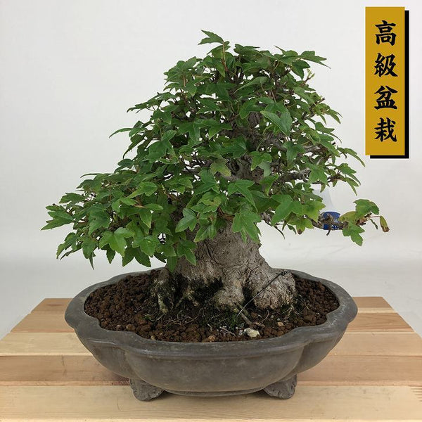 盆栽 楓 樹高 約19cm かえで 高級盆栽 Acer カエデ 紅葉 カエデ科 落葉樹 観賞用 小品 l1198405895