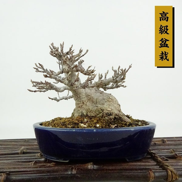 盆栽 楓 樹高 約11cm かえで 高級盆栽 Acer カエデ 紅葉 カエデ科 落葉樹 観賞用 小品 w1198410437