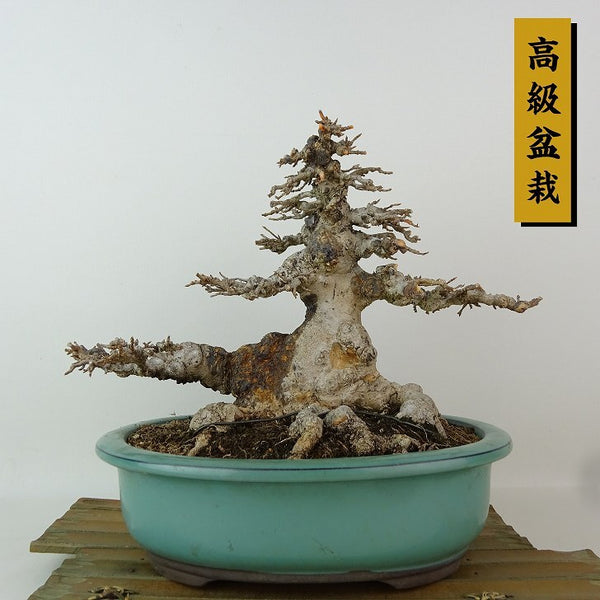 盆栽 楓 樹高 約19cm かえで 高級盆栽 Acer カエデ 紅葉 カエデ科 落葉樹 観賞用 小品 w1198405146