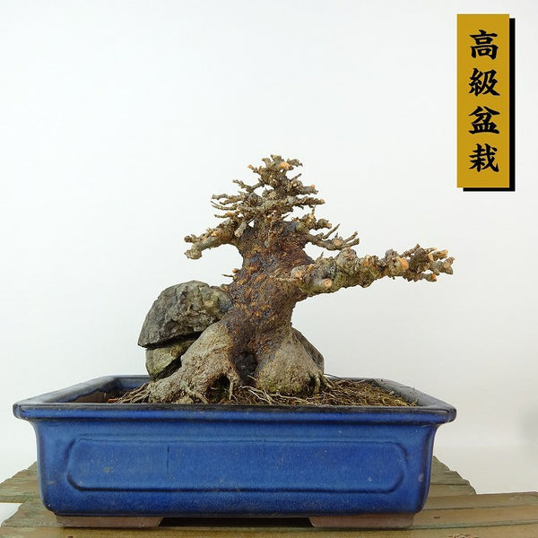 盆栽 楓 樹高 約13cm かえで 高級盆栽 Acer カエデ 紅葉 石付き カエデ科 落葉樹 観賞用 小品 f1198414308