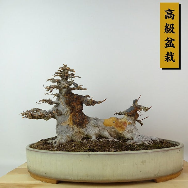 盆栽 楓 樹高 約19cm かえで 高級盆栽 Acer カエデ 紅葉 カエデ科 落葉樹 観賞用 小品 x1198410836