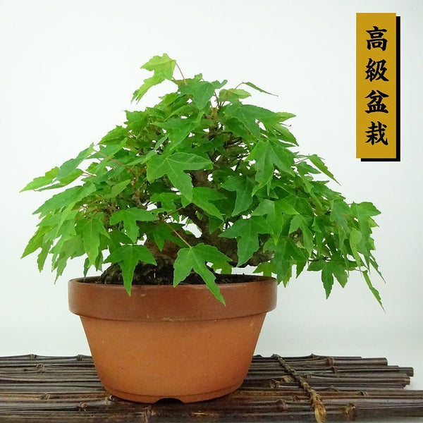 盆栽 楓 樹高 約16cm かえで 高級盆栽 Acer カエデ 紅葉 カエデ科 落葉樹 観賞用 小品 c1198407637