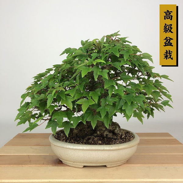 盆栽 楓 樹高 約18cm かえで 高級盆栽 Acer カエデ 紅葉 カエデ科 落葉樹 観賞用 小品 w1198406288