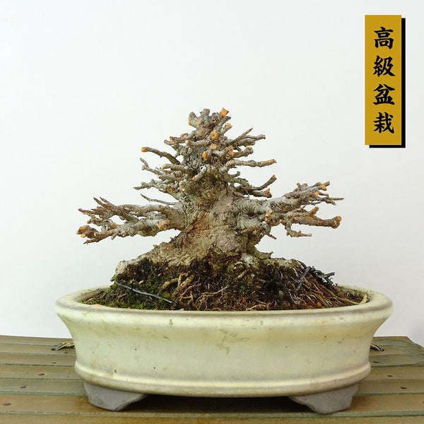 盆栽 楓 樹高 約9cm かえで 高級盆栽 Acer カエデ 紅葉 カエデ科 落葉樹 観賞用 小品 l1198413860