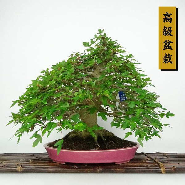 盆栽 楓 樹高 約25cm かえで 高級盆栽 Acer カエデ 紅葉 カエデ科 落葉樹 観賞用 h1198427165