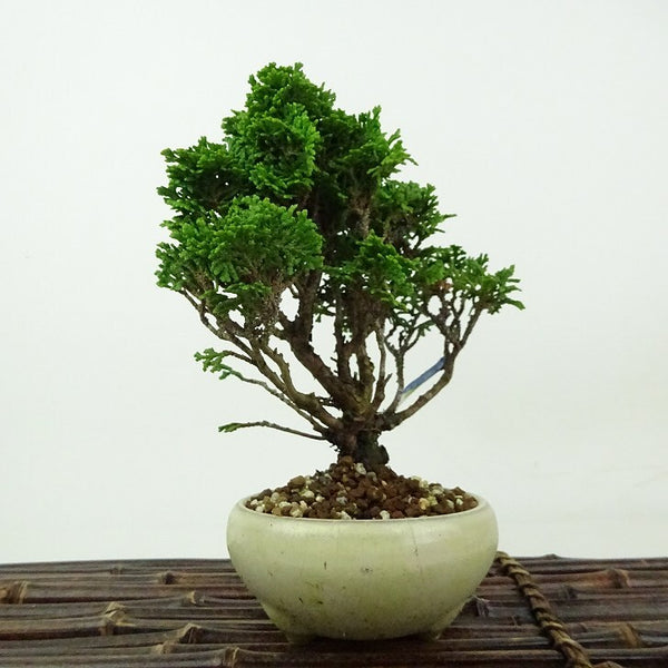 盆栽 桧 津山桧 樹高 約15cm つやまひのき Chamaecyparis obtusa ツヤマヒノキ ヒノキ科 常緑樹 観賞用 小品 h1198428709