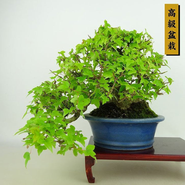 盆栽 楓 樹高 上下 約22cm かえで 高級盆栽 Acer カエデ 紅葉 カエデ科 落葉樹 観賞用 f1198414956