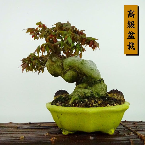盆栽 楓 樹高 約21cm かえで 高級盆栽 Acer カエデ 紅葉 カエデ科 落葉樹 観賞用 f1198407347