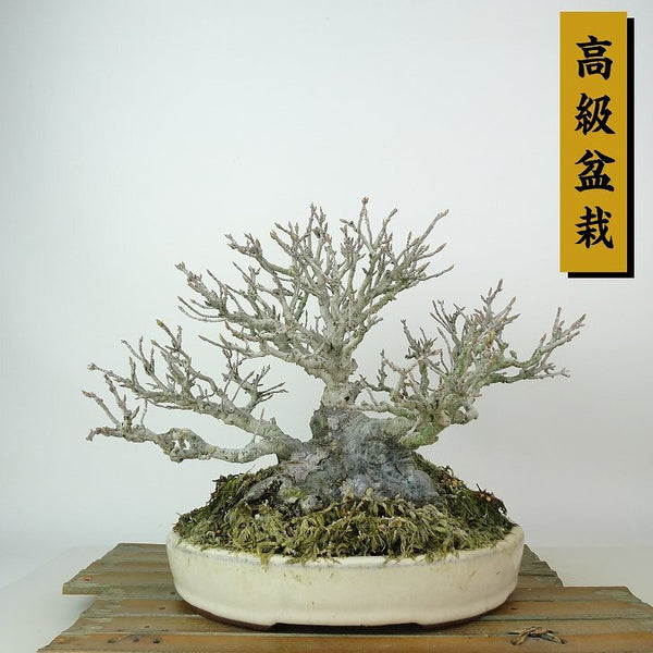 盆栽 楓 樹高 約19cm かえで 高級盆栽 Acer カエデ 紅葉 カエデ科 落葉樹 観賞用 小品 m1198408622