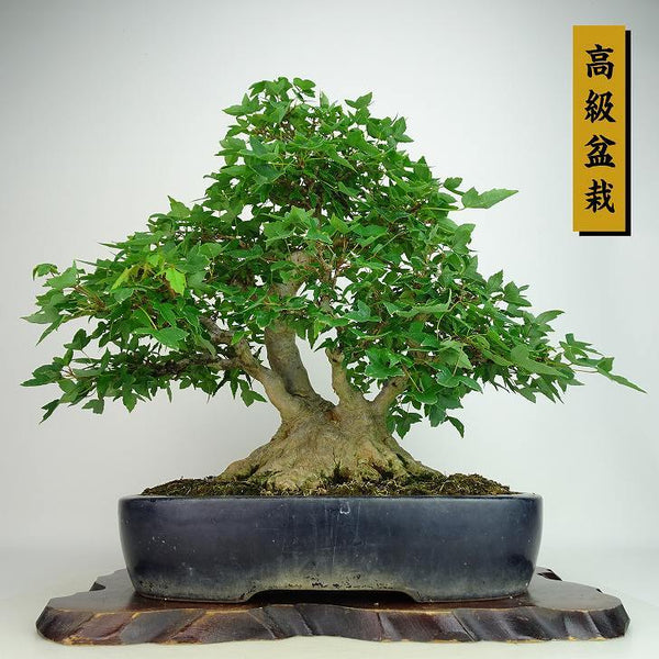 盆栽 楓 樹高 約38cm かえで 高級盆栽 Acer カエデ 紅葉 カエデ科 落葉樹 観賞用 s1198412384